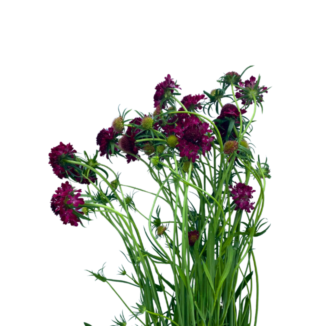 Scabiosa