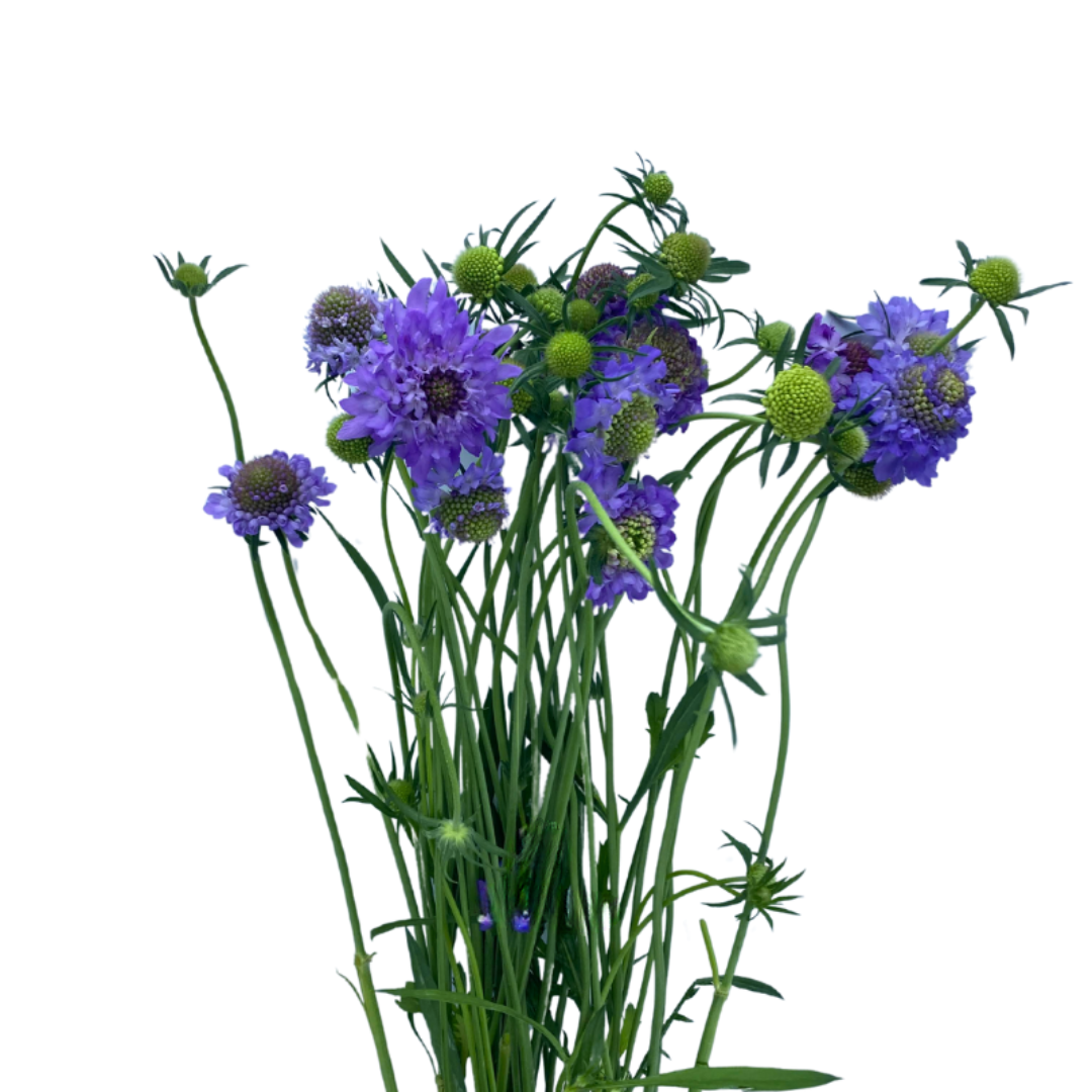 Scabiosa