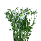 Scabiosa