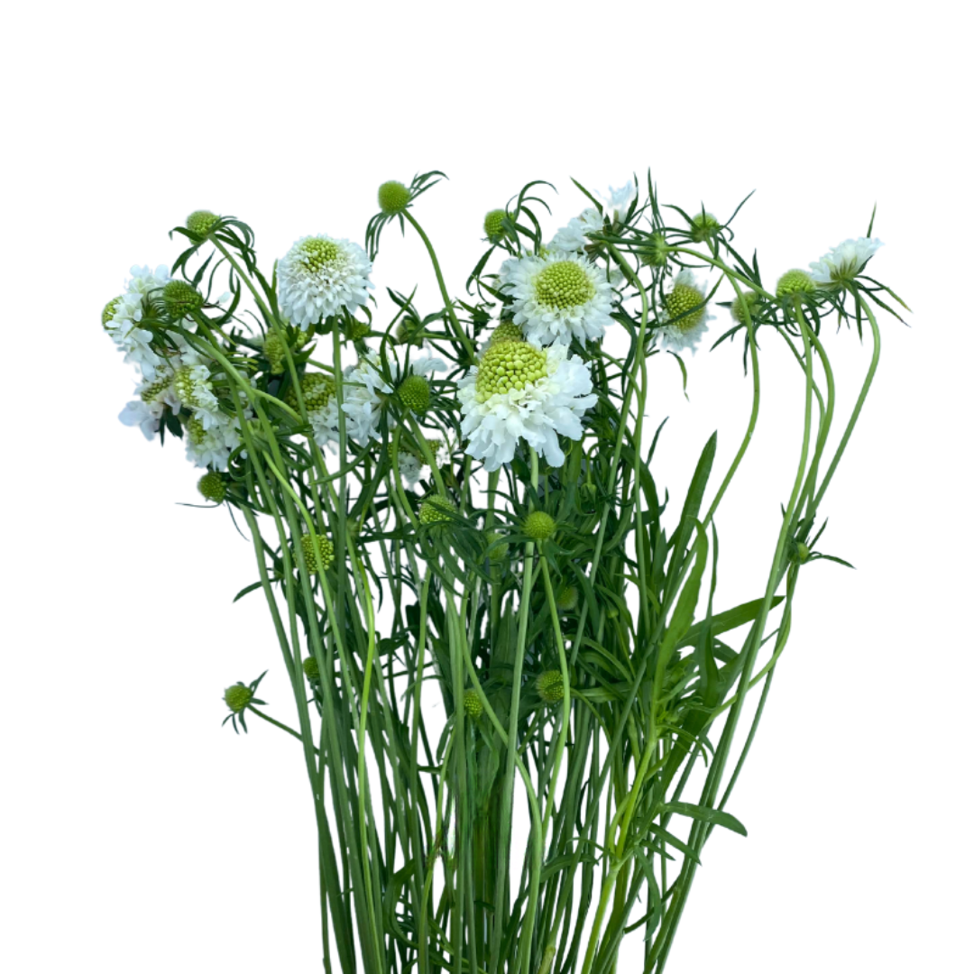 Scabiosa
