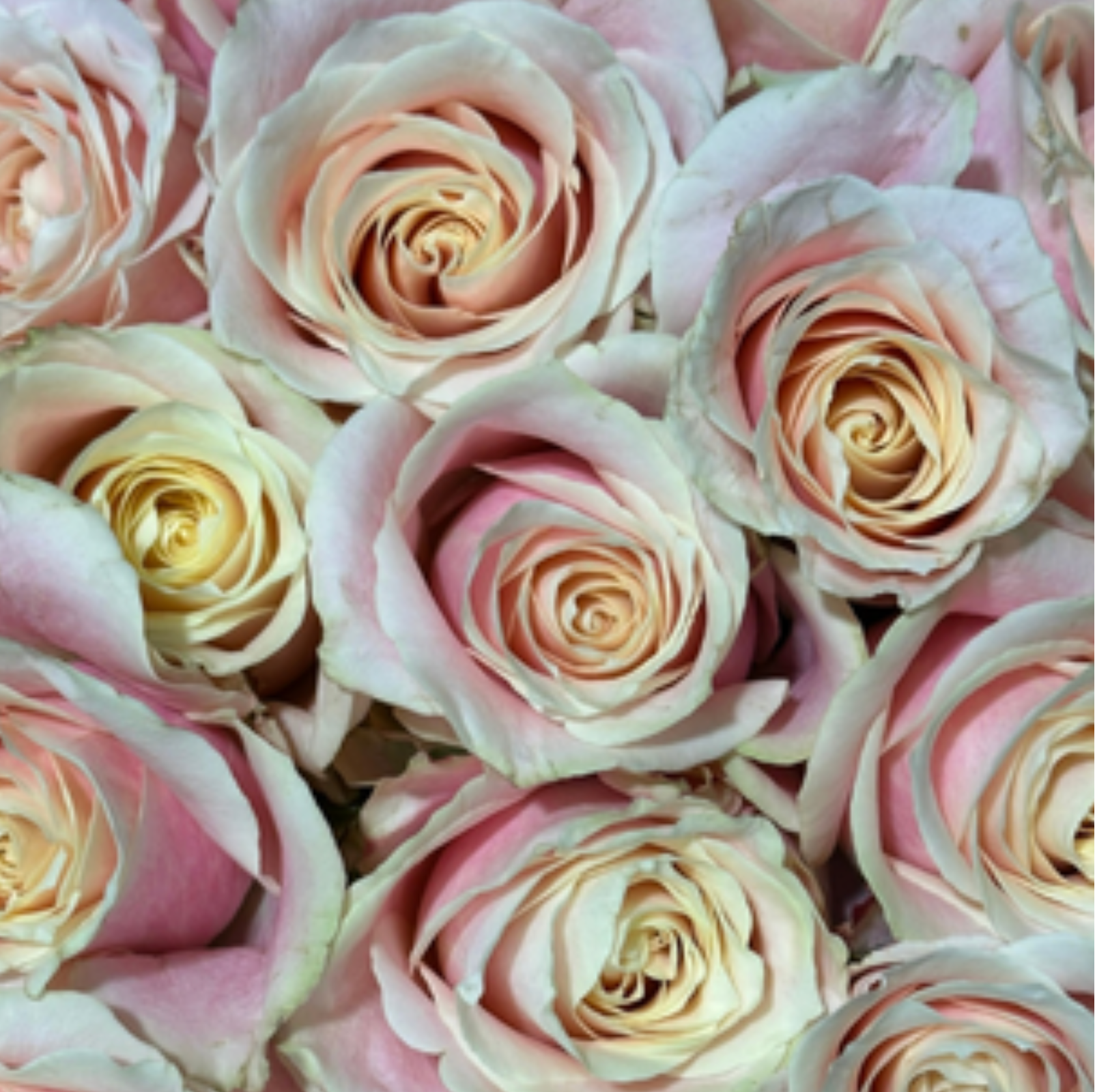 Pink Modial Rose
