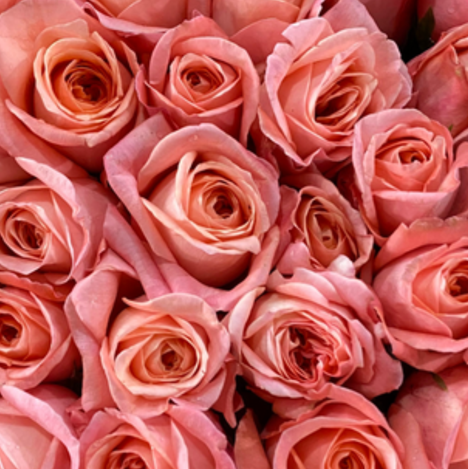 Pink x-pression Rose