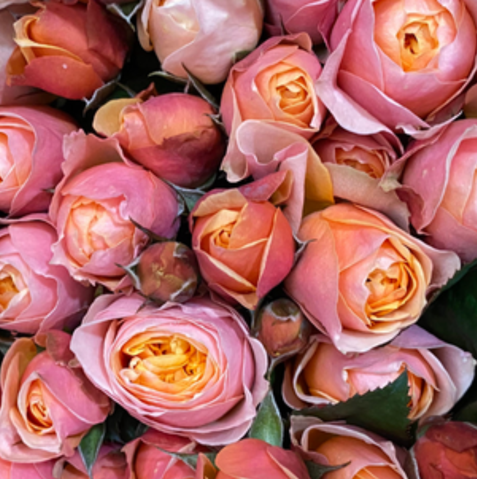 Vuvuzela Rose