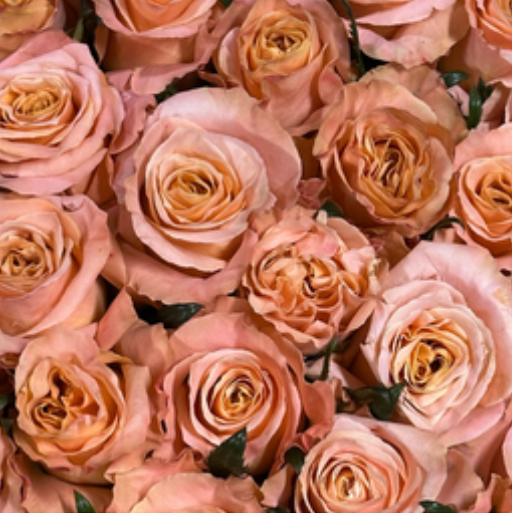 Shimmer Rose