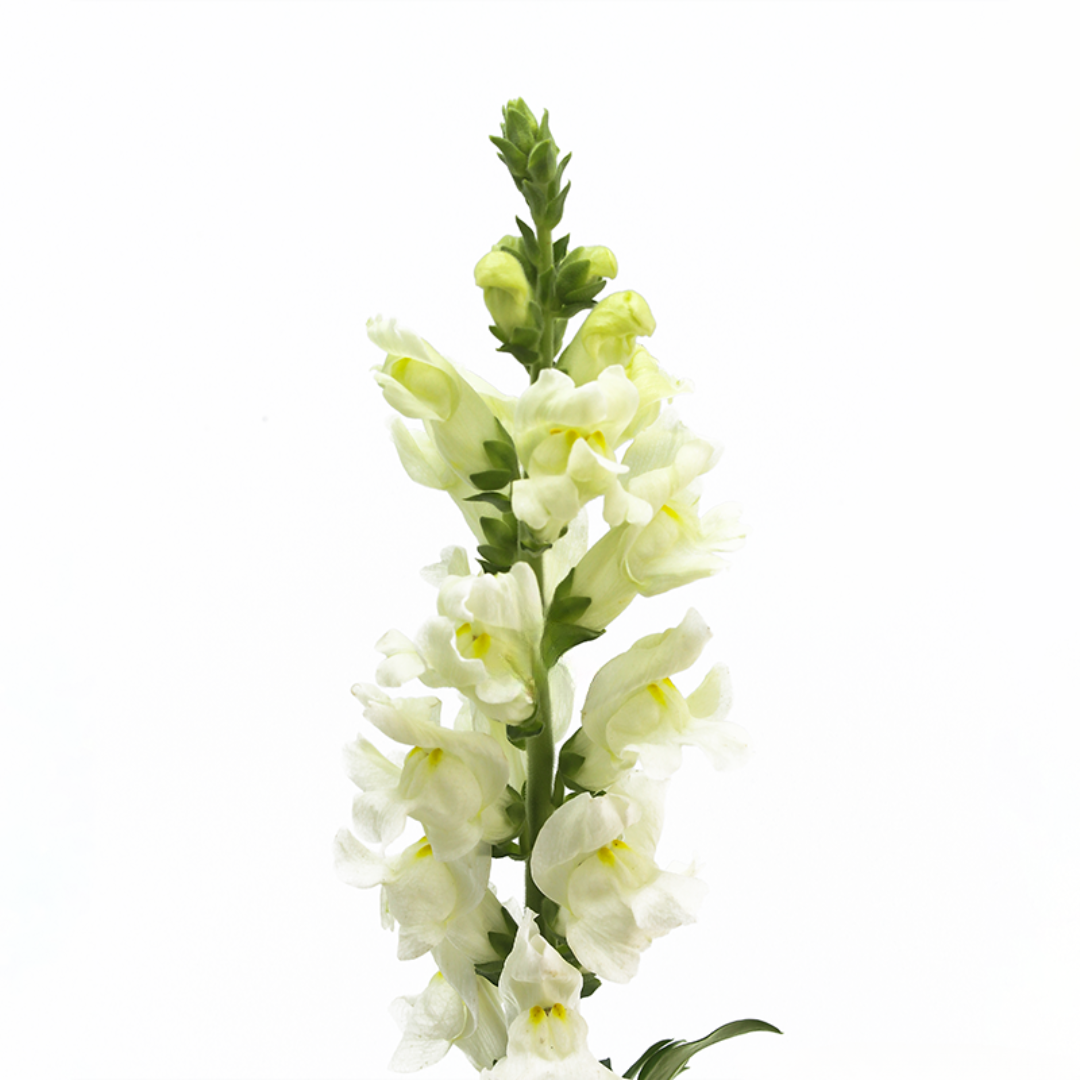 Snapdragon
