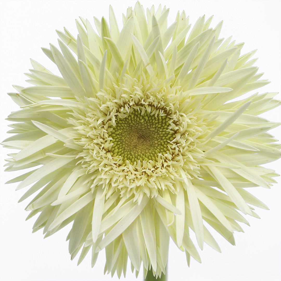 Spider Gerbera