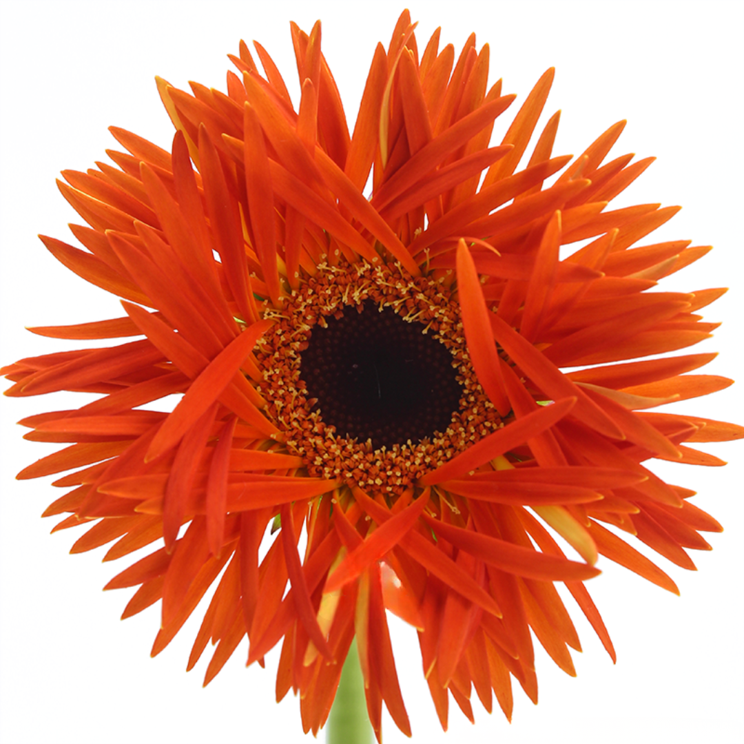 Spider Gerbera