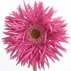 Spider Gerbera
