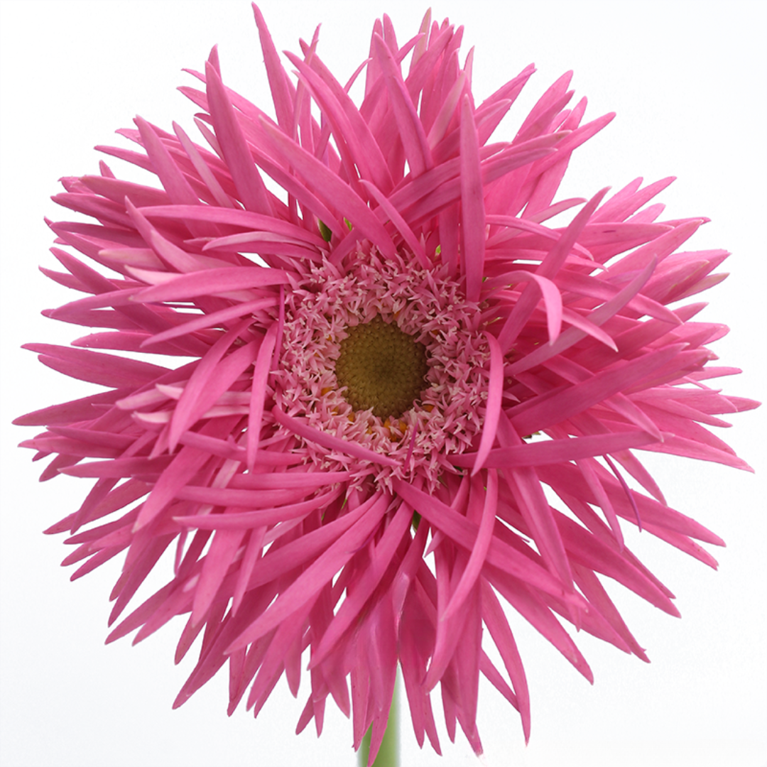 Spider Gerbera