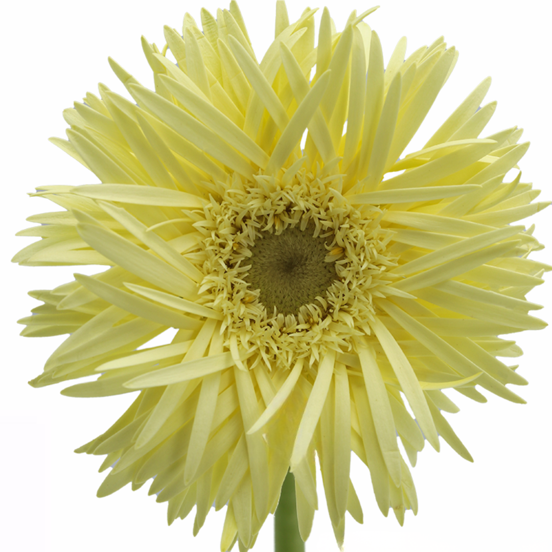 Spider Gerbera
