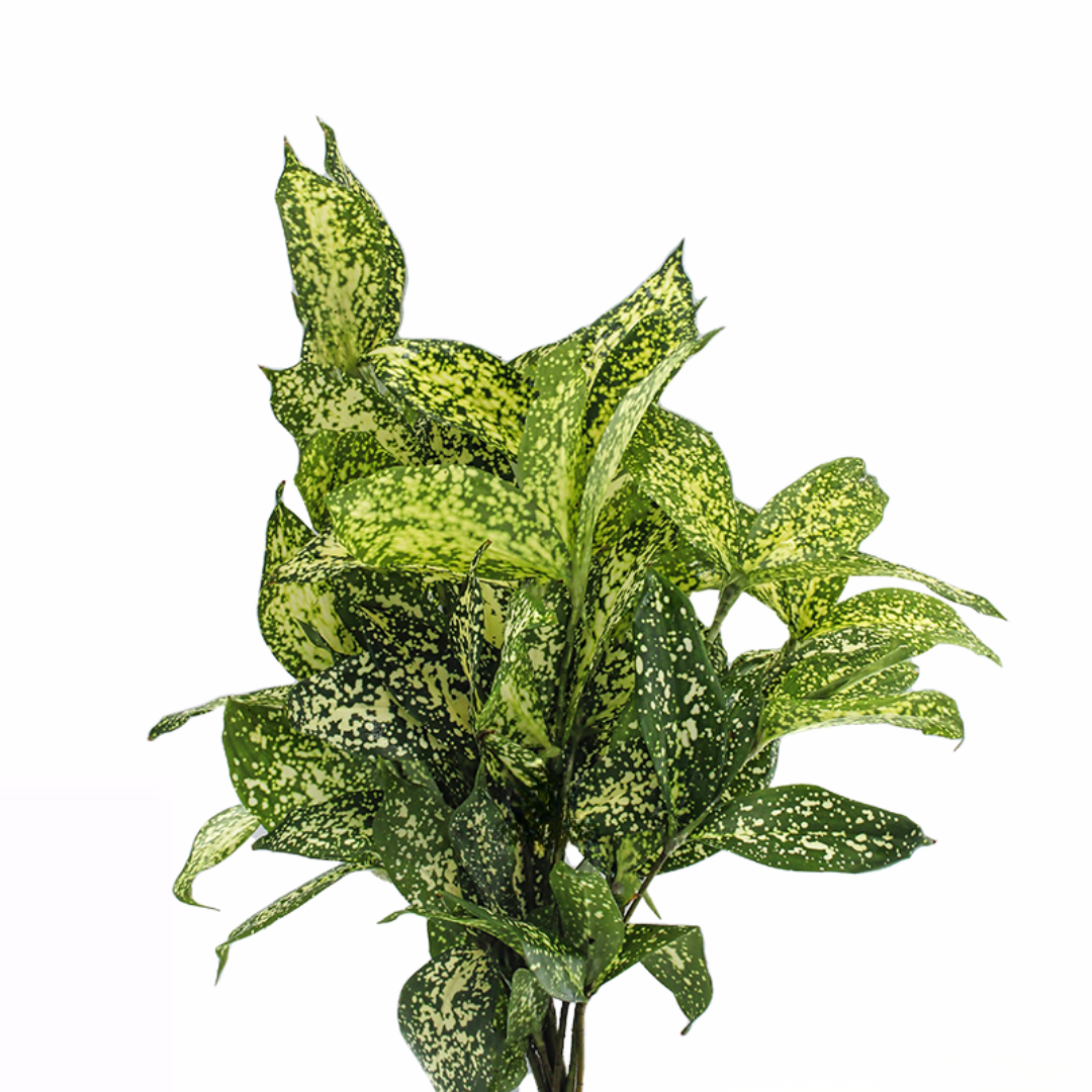 Spotted Bamboo Leaf