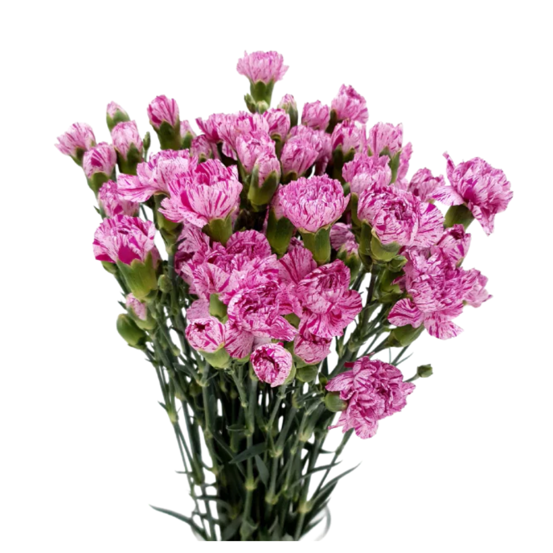 Spray Carnation