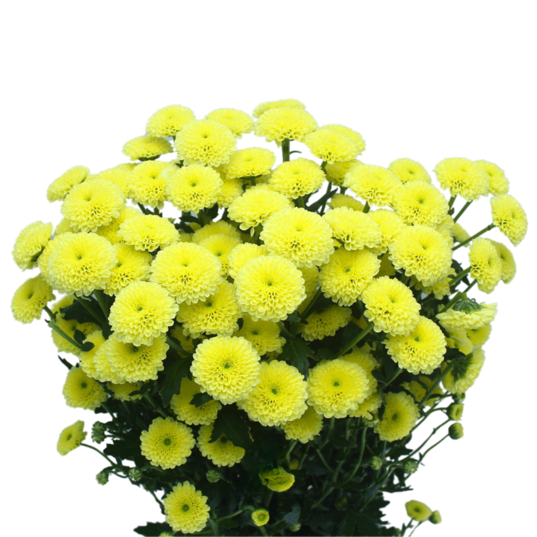 Spray Chrysanthemum