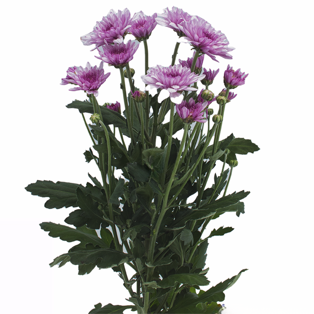 Spray Chrysanthemum