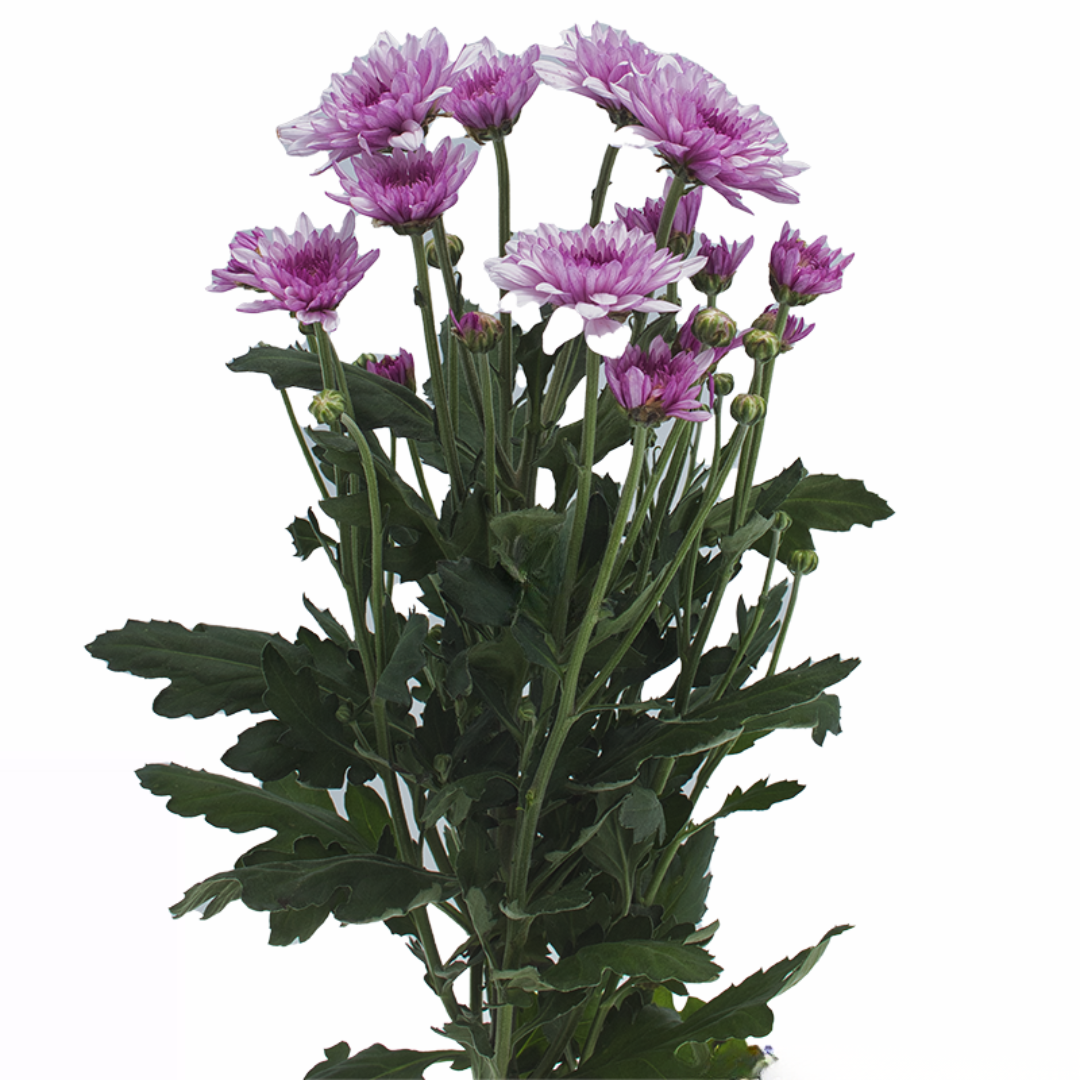 Spray Chrysanthemum