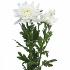 Spray Chrysanthemum