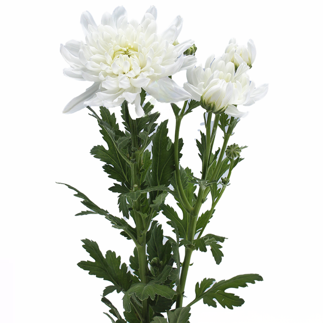 Spray Chrysanthemum