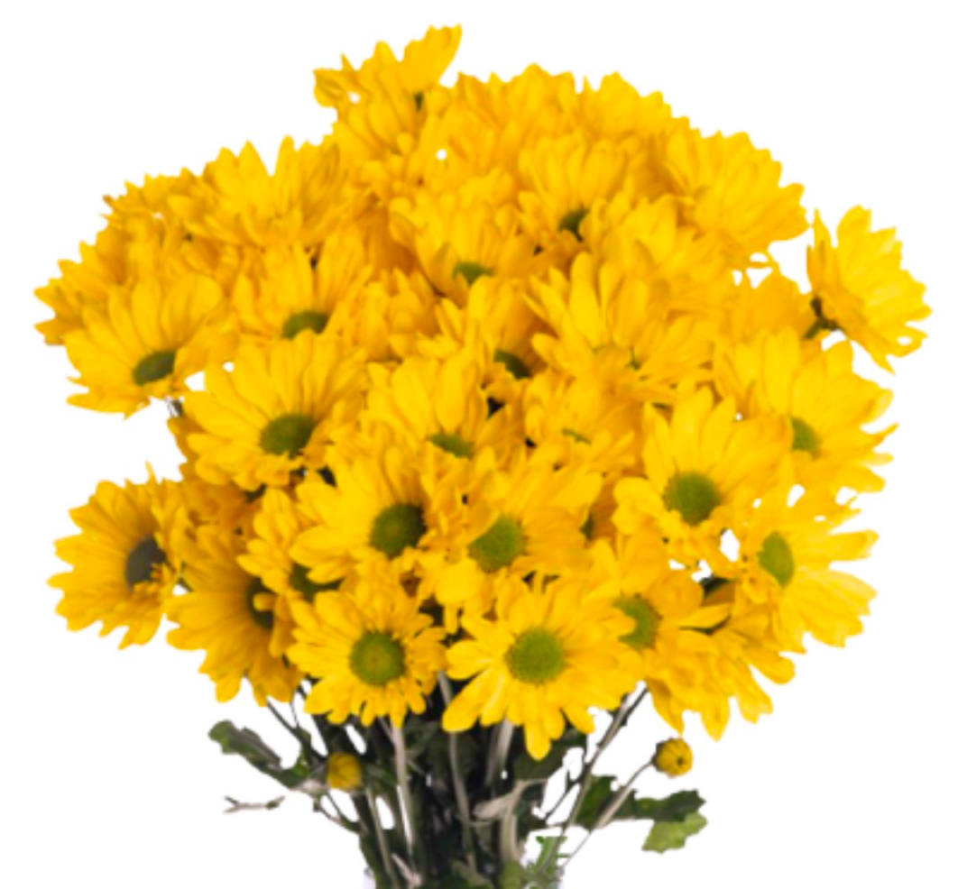 Spray Chrysanthemum