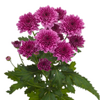 Spray Chrysanthemum