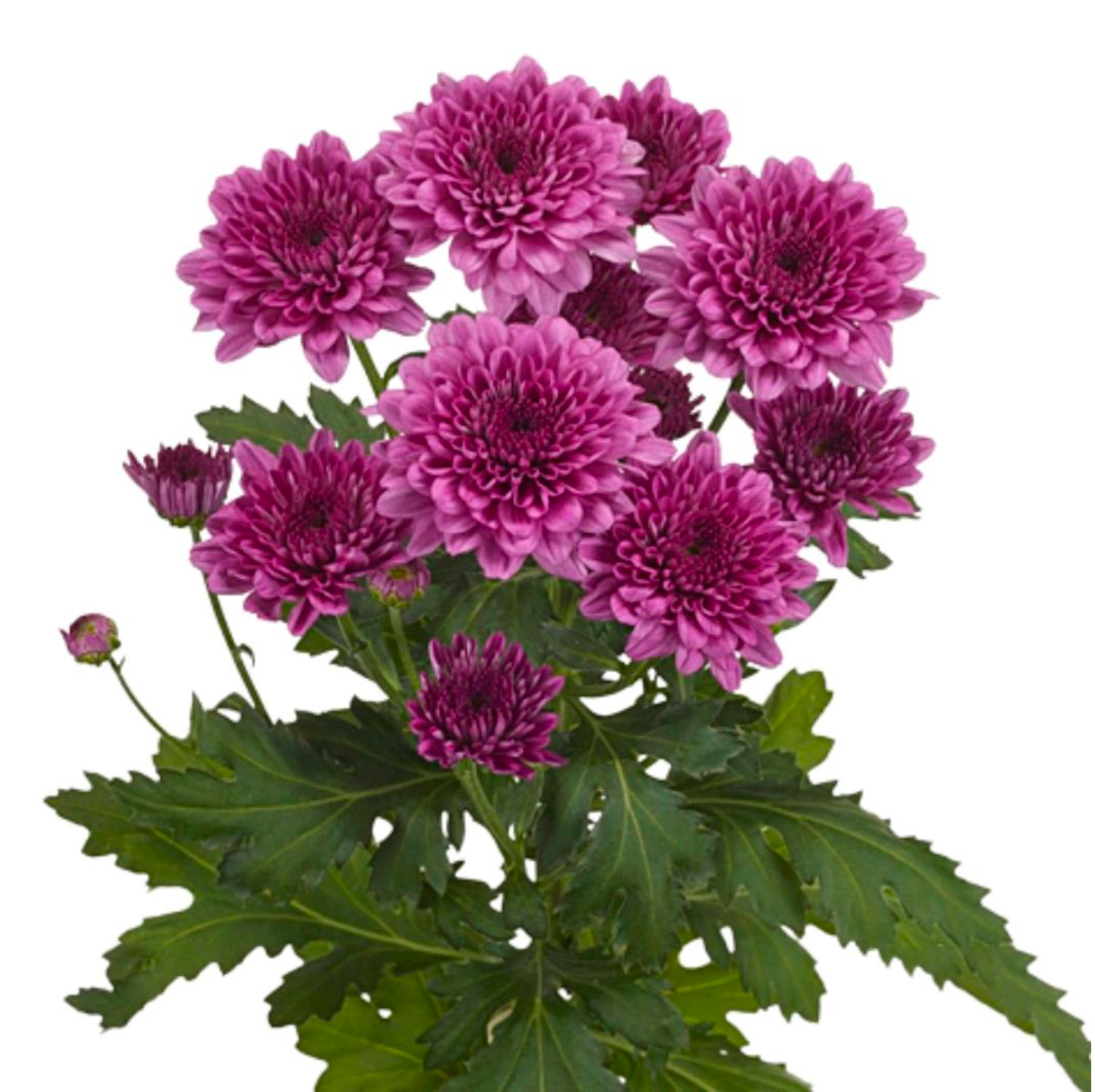 Spray Chrysanthemum