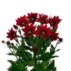 Spray Chrysanthemum