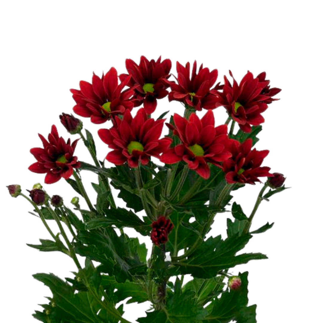 Spray Chrysanthemum