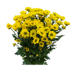 Spray Chrysanthemum