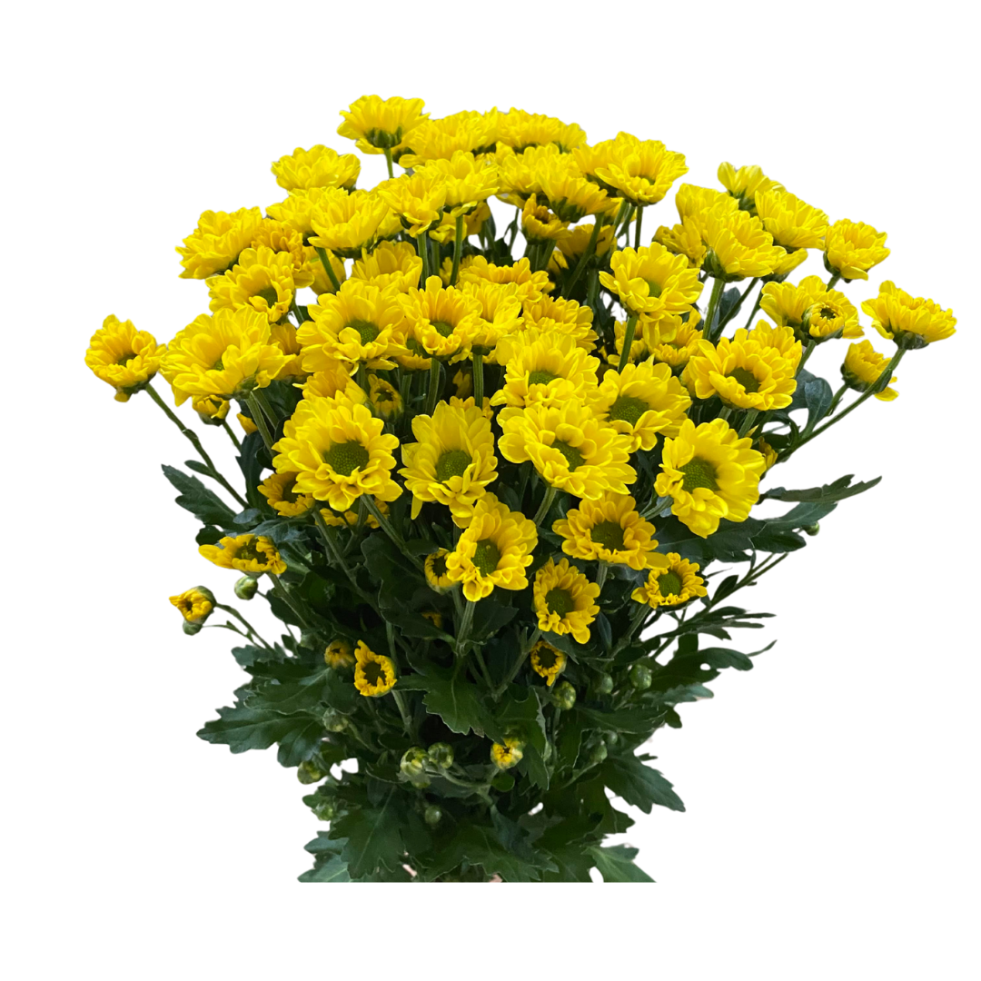 Spray Chrysanthemum
