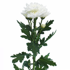 Spray Chrysanthemum