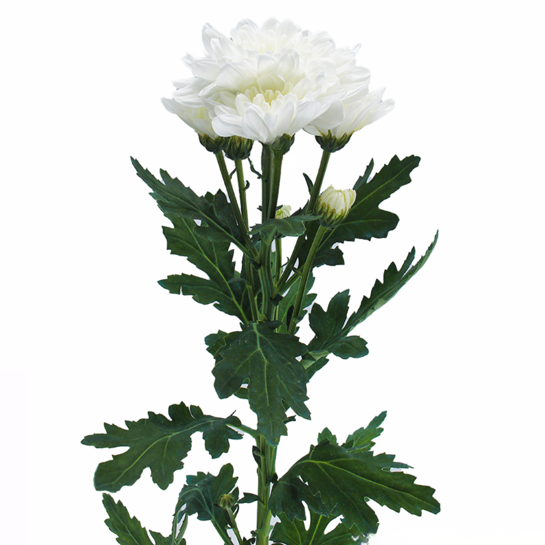 Spray Chrysanthemum
