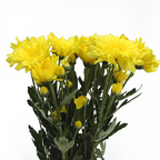 Spray Chrysanthemum