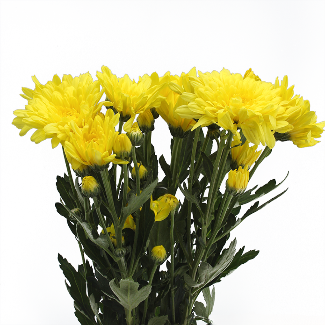 Spray Chrysanthemum