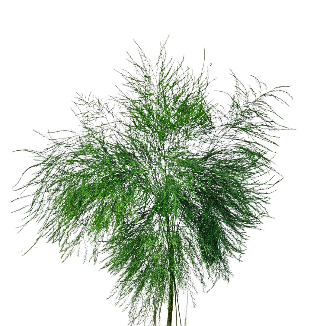 Springeri