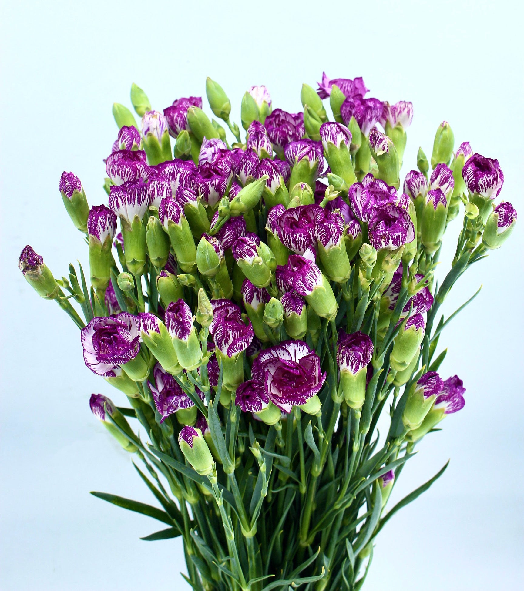 Standard Carnation