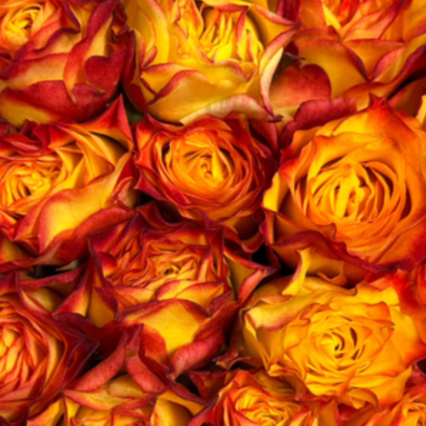Sunset Orange Rose