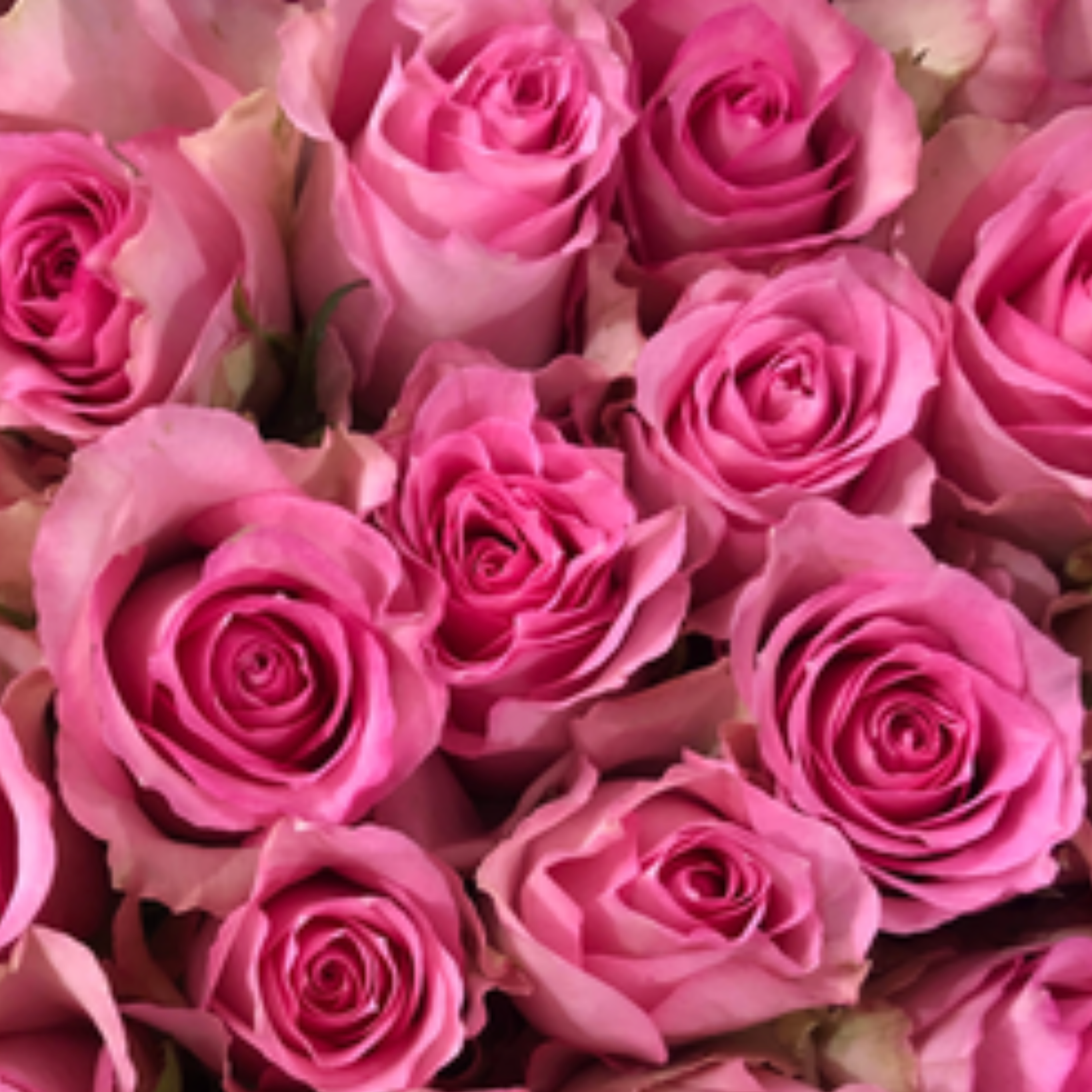 Sweet Memory Rose