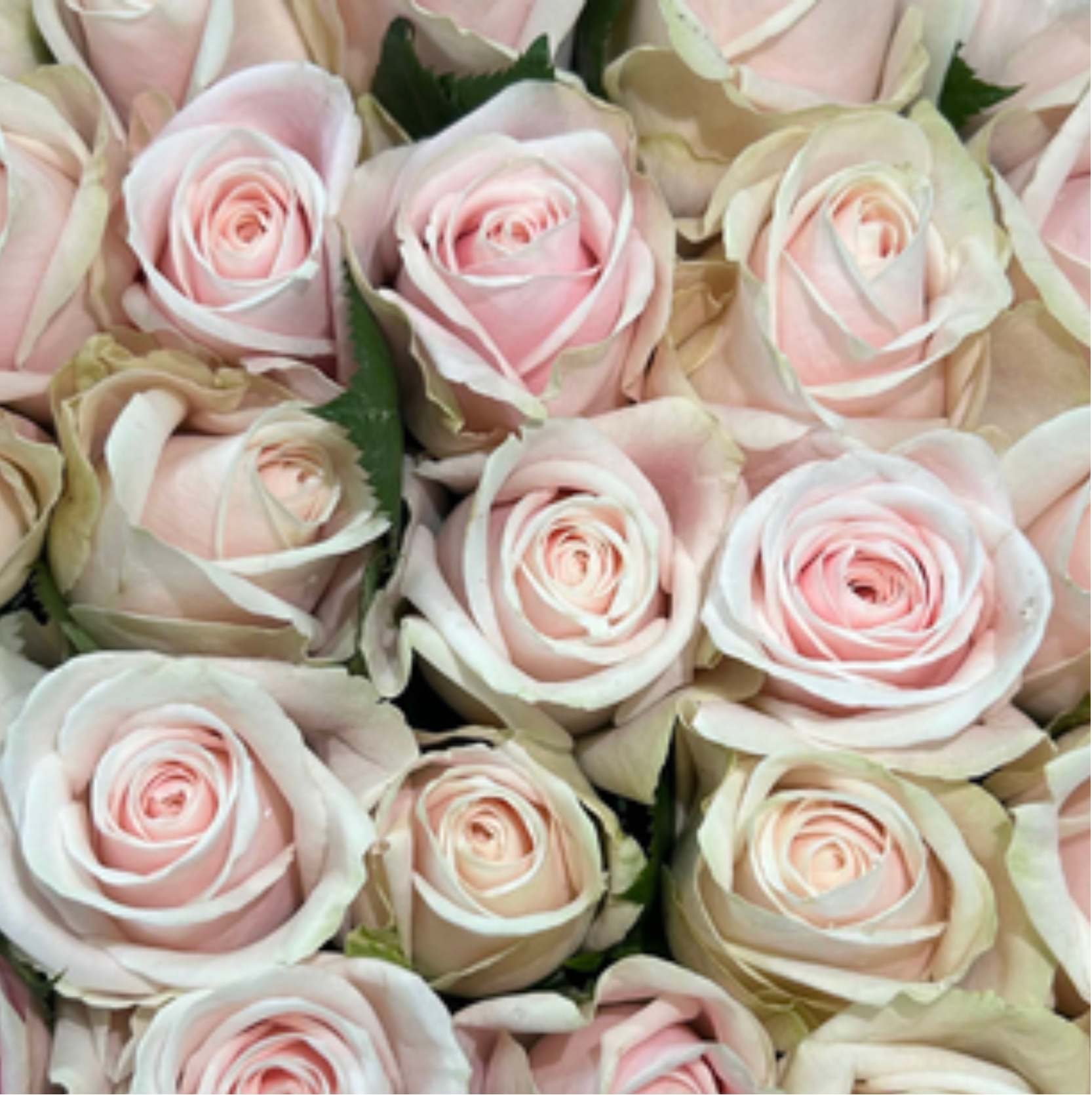 Sweet Escimo Rose