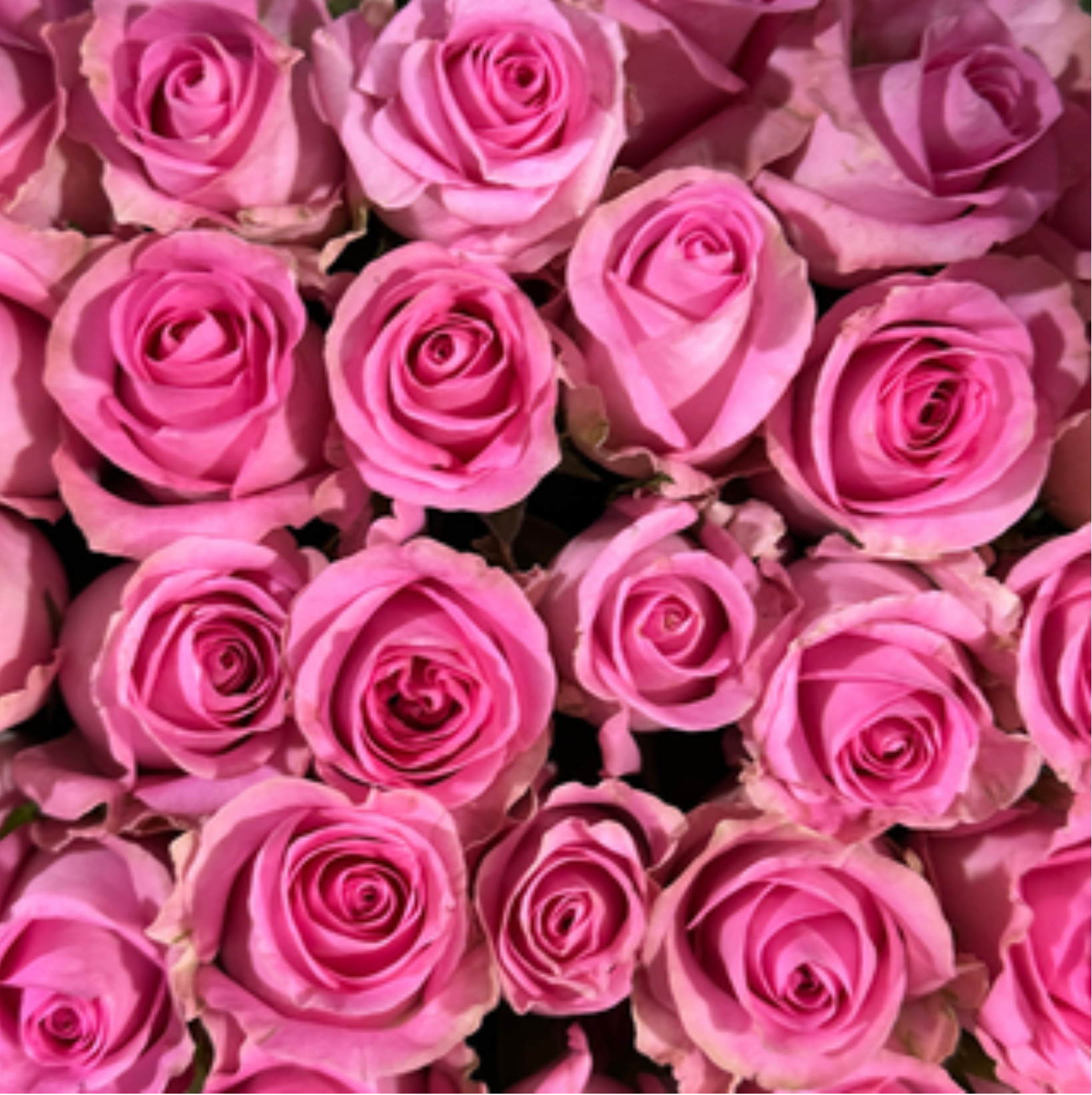Sweet Unique Rose