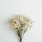 Tana Daisy