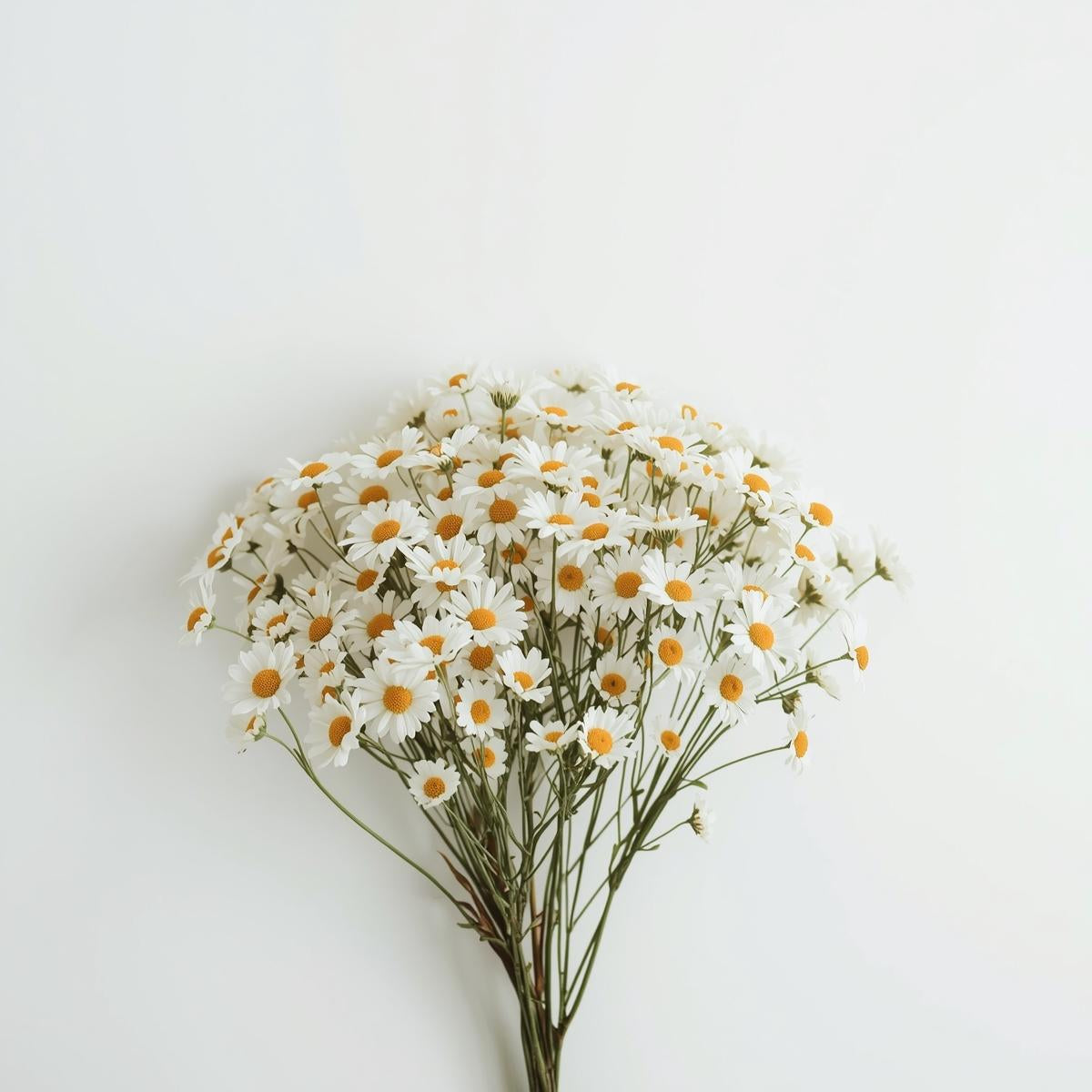 Tana Daisy