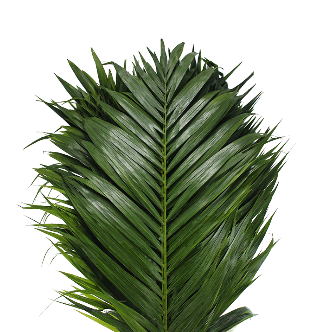 Teepee Palm