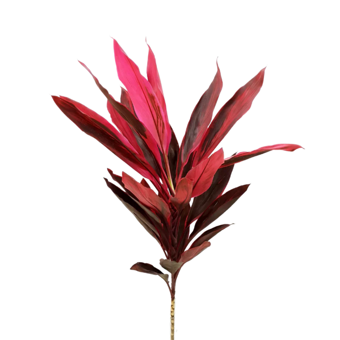 Ti Leaf Red