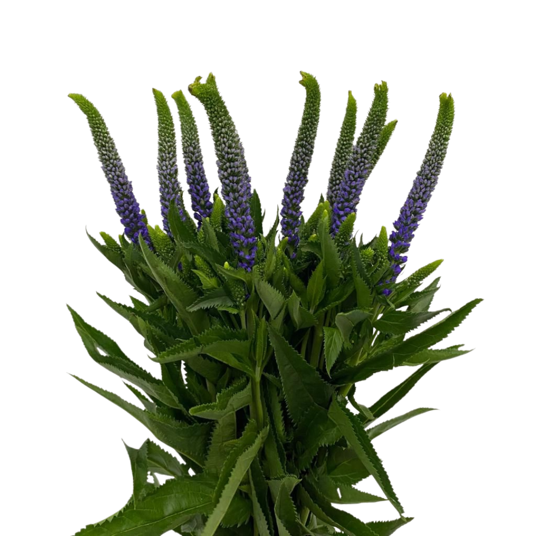 Veronica