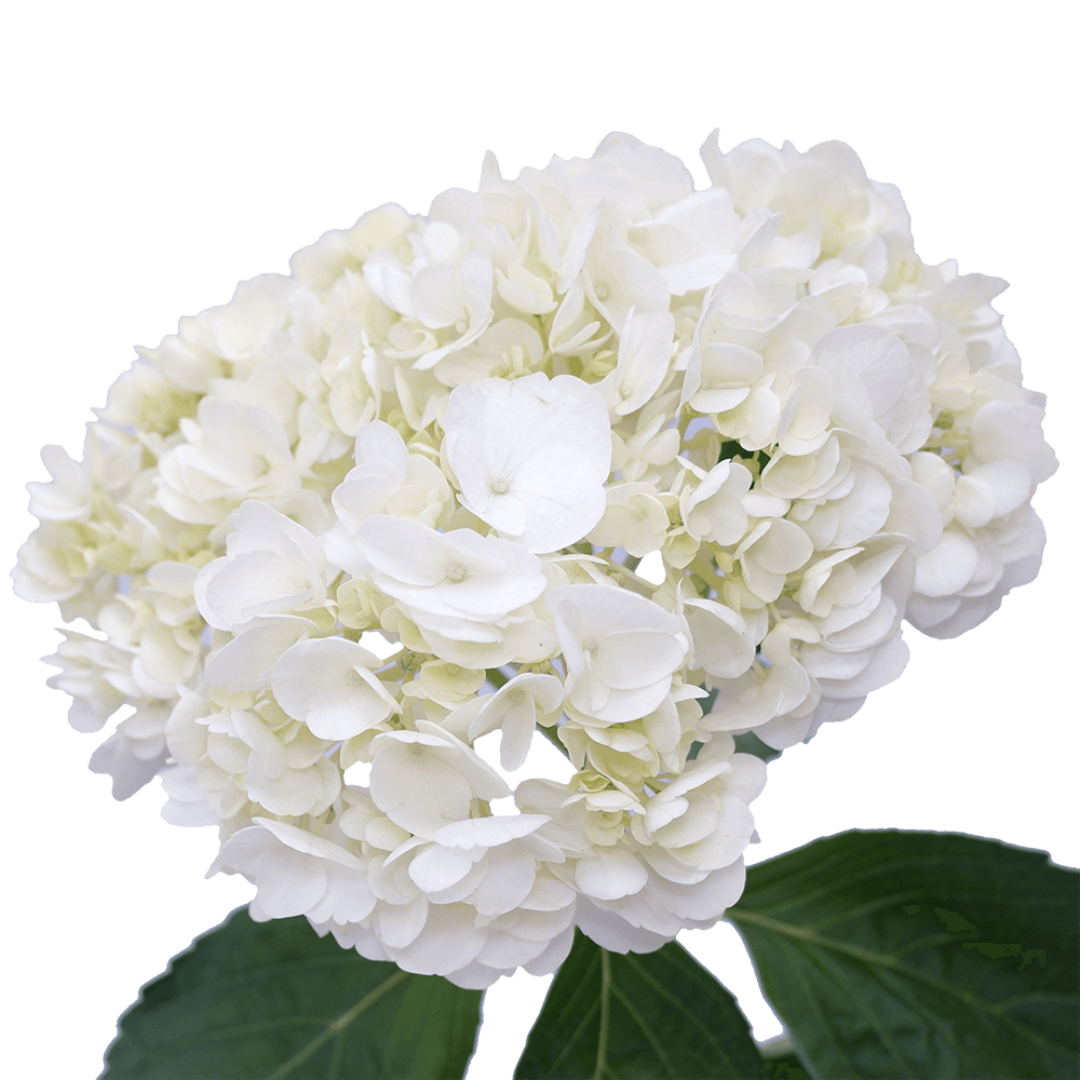 Hydrangea