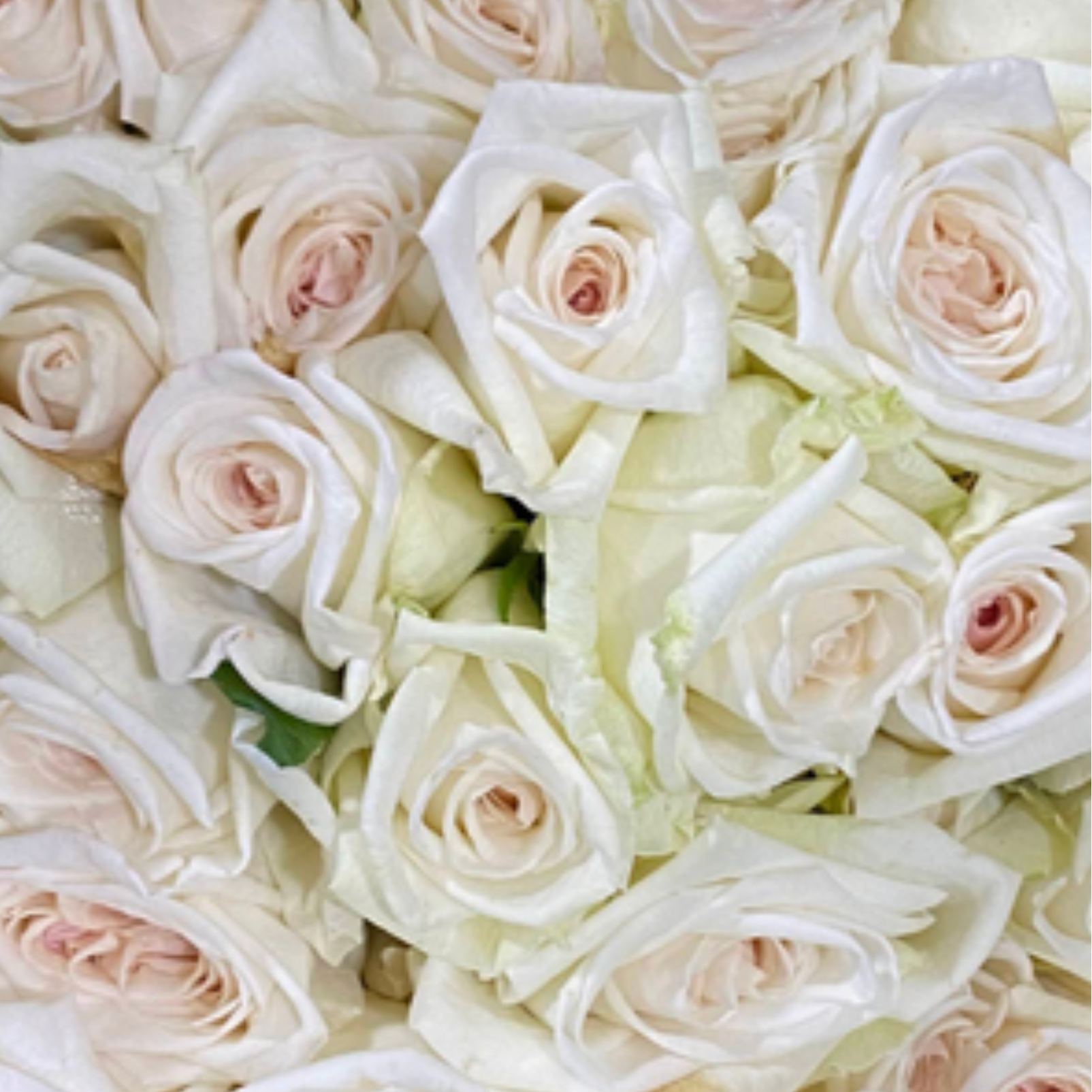 White O'Hara Rose
