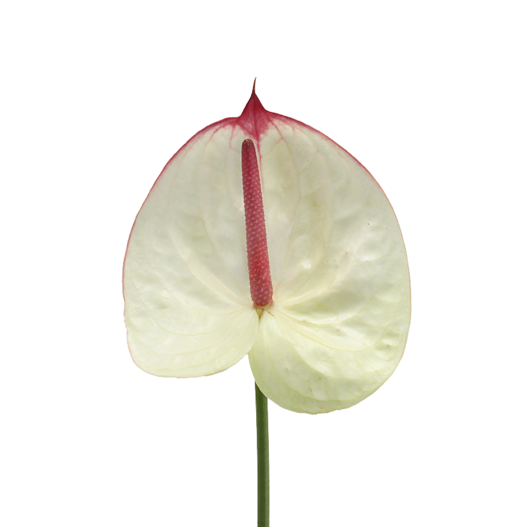 Colour Anthurium